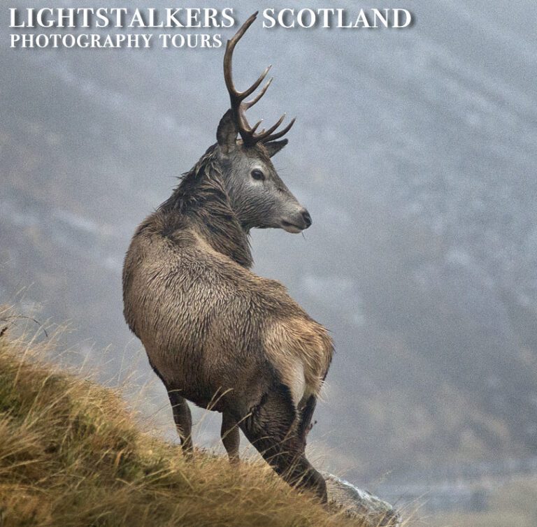highland stag 768x754